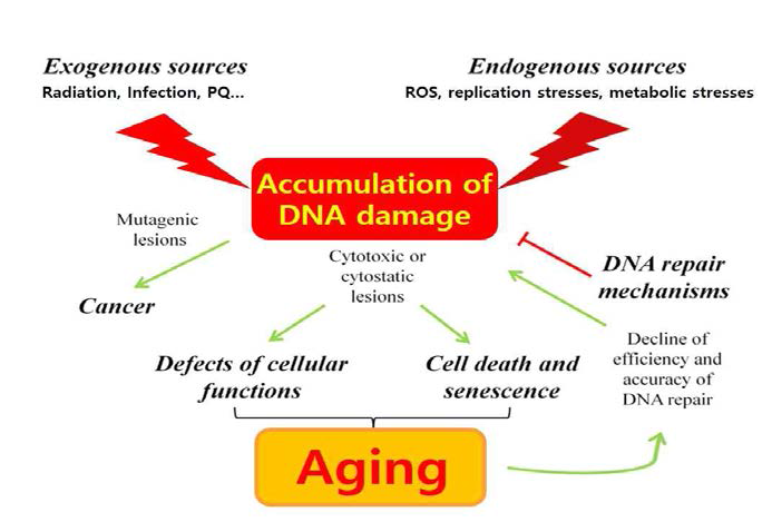 노화의 여러 가지 원인