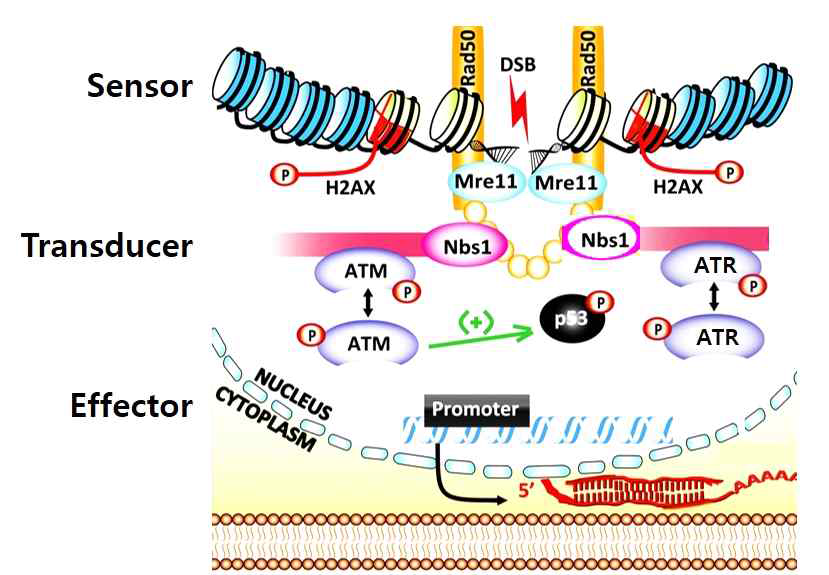 DNA damage response