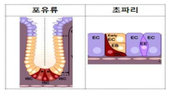 포유류 장의 상동기관인 초파리 소장