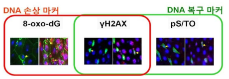 초파리 장줄기세포 DNA 손상 및 복구 마커