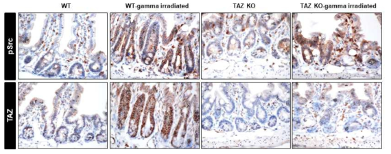 재생과정 중 TAZ KO 마우스에서 Src의 발현은 정상적으로 나타나지만, TAZ가 발현되지 않은 마우스는 장재생능이 현저하게 줄어들어 있음. 이는 활성화된 Src에 의한 장 재생능은 TAZ의 의해 일어남을 확인할 수 있는 결과임