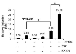 Src, TAZ의 과발현에 의한 TEAD4의 활성 증가