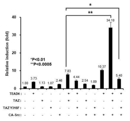 Src,TAZ 단백질 증가에 따른 TEAD4의 활성증가는 Src에 의해 인산화되는 TAZ의 Y316의 mutant에서는 관찰되지 않음