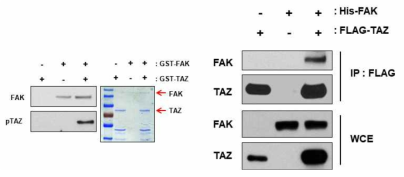 TAZ와 FAK의 상호관계. TAZ는 FAK에 의해 인산화되며(왼쪽), TAZ와 FAK는 서로 특이적으로 결합함을 확인하였음