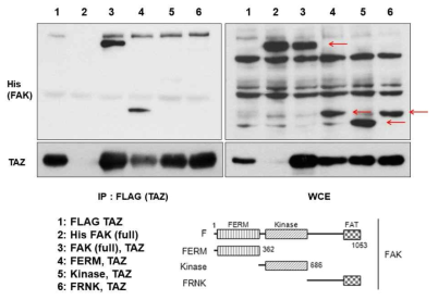 TAZ와 FAK는 FAK의 FERM 부분에서 특이적으로 결합하는 것을 확인할 수 있음. 왼쪽 그림은 IP를 진행한 결과이고, 오른쪽은 각 단백질의 발현을 나타낸 것으로 붉은색 화살표가 FAK의 발현을 나타낸 것임