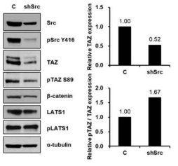 HCT116에 Src를 KD시킨 세포주에서 TAZ의 활성 확인. pTAZ S89는 cytosol에 분포하는 TAZ 단백질을 나타내는 것으로 cytosol에 머무는 시간이 증가하면 TAZ 단백질의 안정화는 크게 감소됨. Src의 발현 감소에 의해 TAZ 단백질의 양은 50% 감소하였으며, pTAZ는 1.67배 증가함을 보여줌. 또한 pTAZ S89의 인산화를 유도하는 LATS kinase의 Src에 의한 활성 변화는 확인하지 못했음