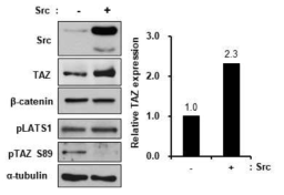 SW480에 Src를 과발현 시킨 세포주에서 TAZ의 활성확인. Src가 과발현된 세포주에서 TAZ는 2.3배 증가된 발현율을 보였으며, 이때 Wnt 신호의 다른 하부단백질인 β-catenin의 단백질양 변화는 관찰할 수 없었으며, pTAZ S89의 발현도 현저하게 감소한 것을 확인하였음