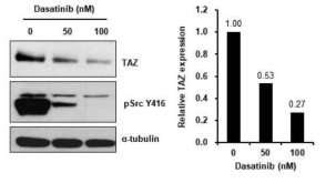 SW480 세포주에 Src kinase inhibitor인 dasatinib를 처리한 결과, Src 활성이 감소함에 따라 TAZ 단백질의 안정화가 감소됨을 확인하였음