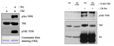 Src에 의해 TAZ의 Y316이 직접적으로 인산화됨을 확인하였으며, TAZ의 tyrosine 316을 mutation시킨 단백질을 발현시켰을 때 Src에 의한 TAZ의 인산화는 관찰되지 않았음