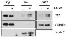 Src에 의한 TAZ의 localization변화. Src가 발현된 곳에서 TAZ 단백질의 핵에서의 양이 증가된 것을 확인할 수 있었음