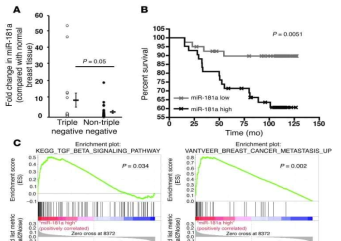 miRNA에 의한 유방암의 전이 증가 및 생존율 감소