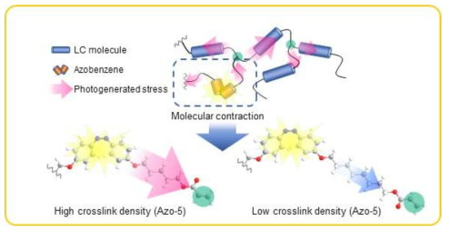 액정 고분자 안에서 Azobenzene의 광생성응력의 전파