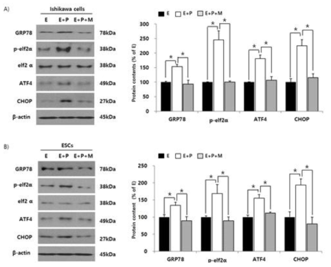 성호르몬이 자궁내막세포의 PERK/elf2α/ATF4 pathway와 CHOP의 발현에 미치는 영향 검토