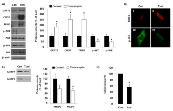 ER stress가 자궁내막세포의 CHOP/TRIB3/AKT/mTOR axis와 침습성에 미치는 영향