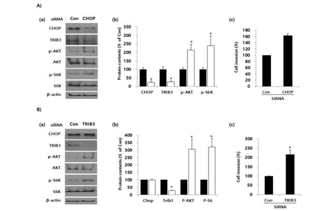 CHOP과 TRIB3의 발현억제가 AKT/mTOR pathway와 세포침습성에 미치는 영향
