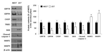 분기기 동안 정상과 자궁내막증 조직에서 ER stress, 세포자멸사 및 침습성의 발현양상