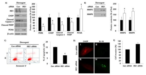 IRE1의 발현의 하향조절이 디에노게스트 처리된 자궁내막증 세포에서 CHOP, 세포자멸사, 증식 및 침습성에 미치는 영향