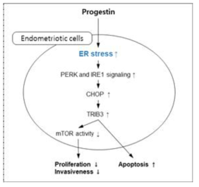 프로게스틴-매개 ER stress 증가를 통한 세포사멸, 증식, 침습의 조절기전