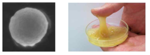 PHO로 제조된 nanoparticle과 이중결합을 함유하고 있는 sticky PHU(=)