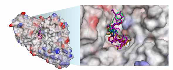 Molecular docking for compounds 1–3, 6, and acarbose with the active sites of α-glucosidase (5HQA)