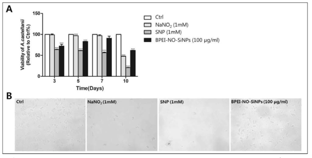 가시아메바 cyst를 이용한 excystment 실험에서 대조군에 비교하여 산화질소 치료군 (NaNO2와 sodium nitroprusside, 산화질소 방출 나노입자(BPEI NO SiNP))가 유의한 억제효과를 보임을 증명함