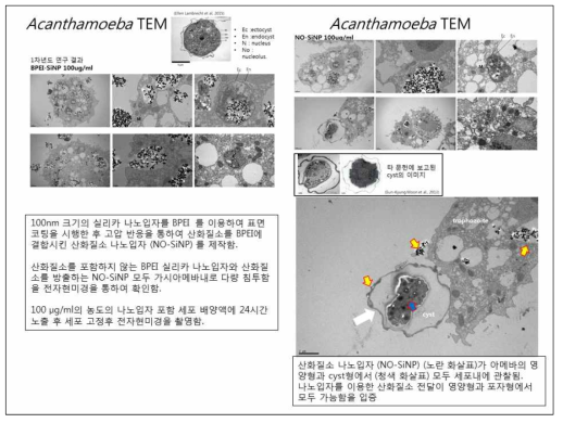 가시아메바의 영양형과 포자형에서의 실리카 나노입자 침투 전자현미경 영상