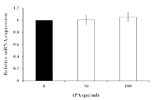 Effects of exogenous tPA (50 or 100 pg/ml) on expression of integrin AV in porcine uterine epithelial cells