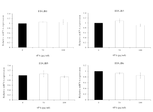 Effects of exogenous tPA (50 or 100 pg/ml) on expression of integrin B family (B1, B3, B5 and B6) in porcine uterine epithelial cells