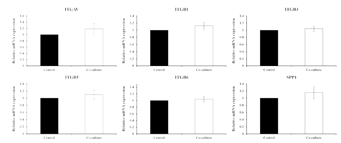 Effects of co-culture of uterine cell with embryo on expression of integrins (ITGs) and osteopontin (SPP1) in porcine uterine epithelial cells