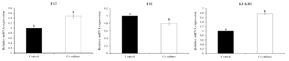 Effects of co-culture of uterine cell with embryo on expression of plasminogen converting enzymes (F12, F11 and KLKB1) in porcine uterine epithelial cells (p<0.05)