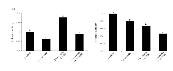 Effect of vitronectin, fibronectin, and signaling inhibitors on PAs activity in porcine endometrial epithelial cells (p<0.05)