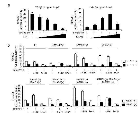 IL-6/STAT3, SnoN을 통한 SMAD3의 전사 활성억제 기전