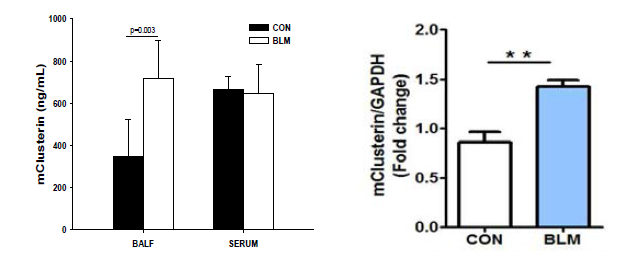 Bleomycin 으로 유도한 마우스의 폐포세척액과 혈청에서 CLU 확인