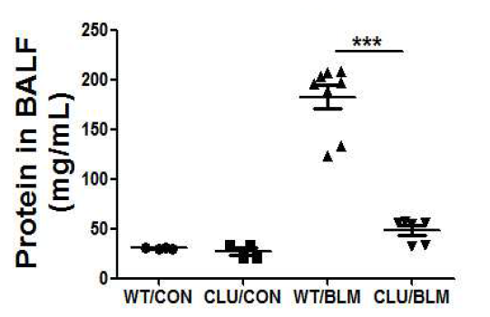 Bleomycin 유도 마우스 폐섬유화에서 vascular permeability의 변화에 CLU 이 미치는 영향
