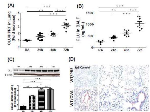 Induction of CLU in response to hyperoxia-induced lung injury