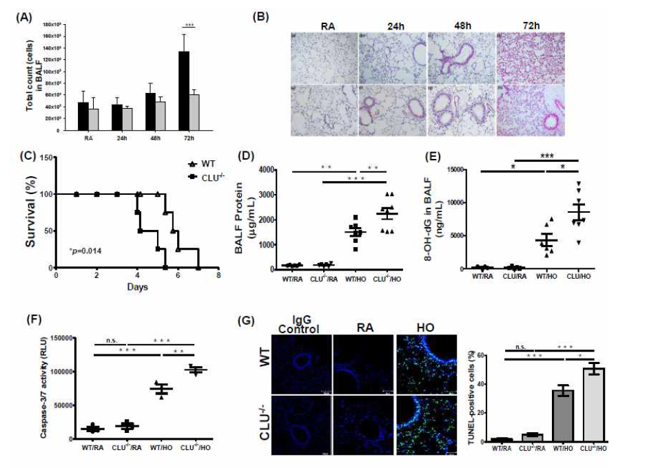 Effect of CLU deficiency on hyperoxia-induced inflammation and apoptosis