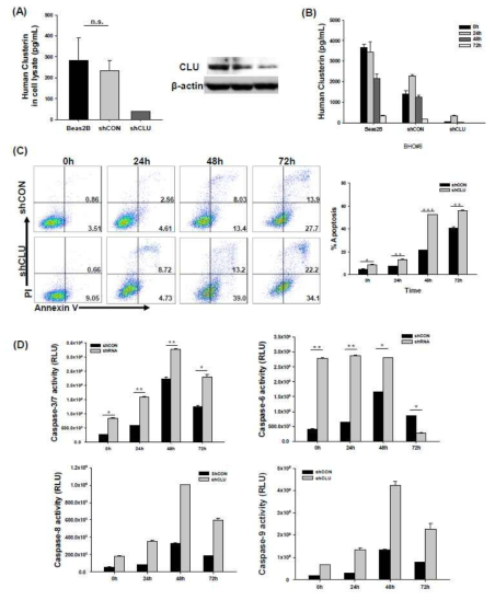Effect of CLU deficiency on hyperoxia-induced bronchial epithelial cells oxidative DNA damage and apoptosis