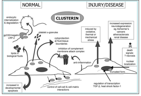 Clusterin의 생물학적 기능