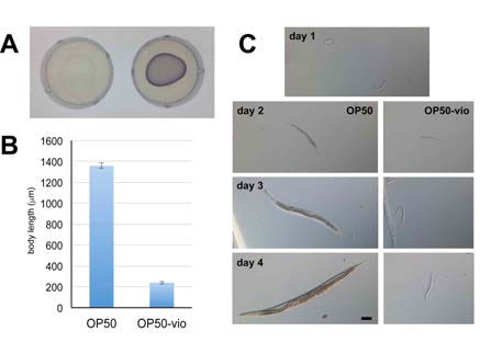 Violacein stunts C. elegans growth and development