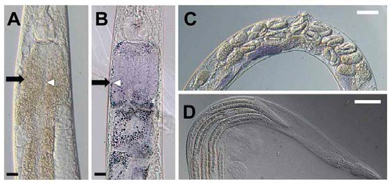 Violacein causes mothers to internally hatch larvae