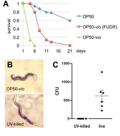 Violacein toxicity in worms