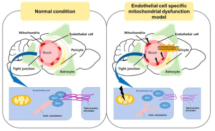 혈관내피세포 특이적 미토콘드리아 기능이상 모델