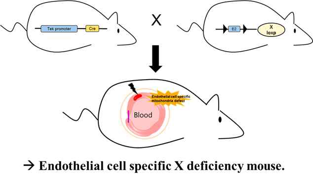 혈관내피세포 특이적 X유전자 결손 마우스 제작방법