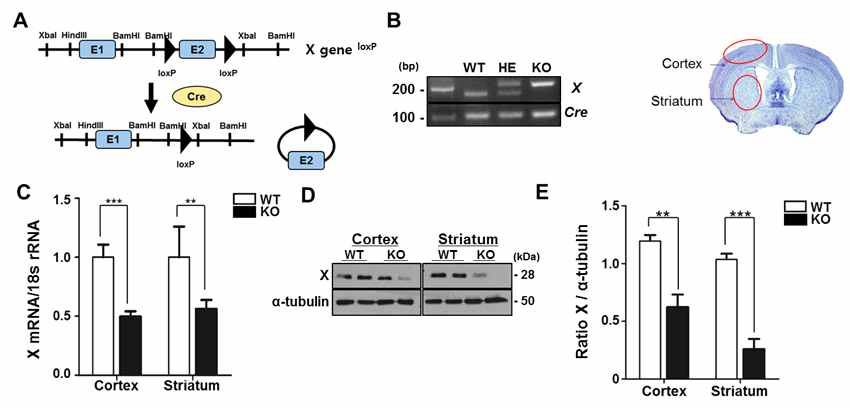 TEK-CRE X 결손 유전자 마우스 특징분석