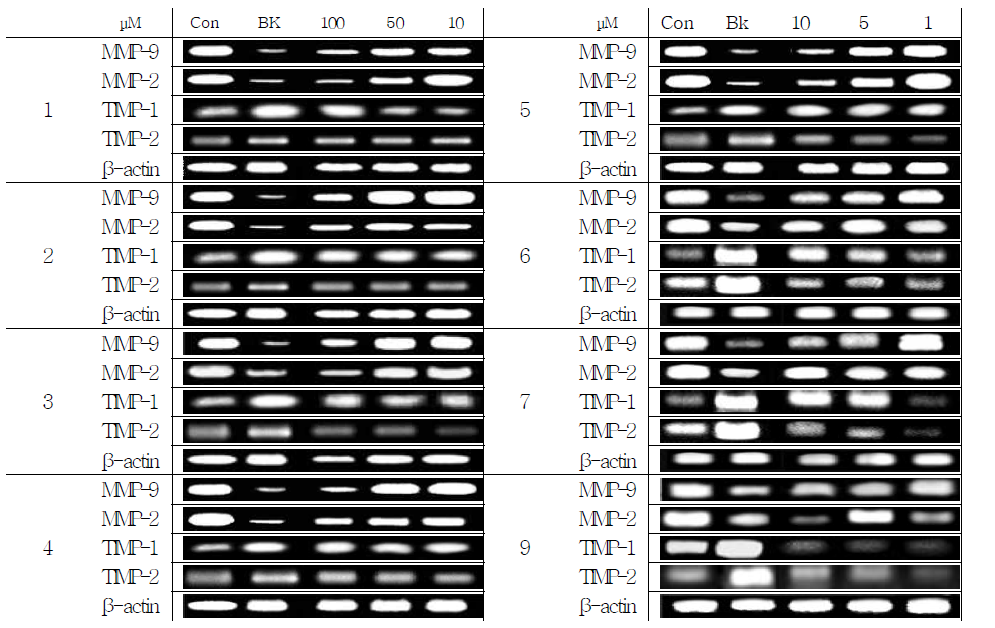 HT-1080세포에서 RT-PCR을 이용한 compounds 1-7, 9의 MMP-2, MMP-9, TIMP-1, TIMP-2 발현에 대한 저해효과
