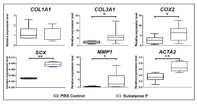 SP upregulation of genes related to tendinopathy. To determine the effects of SP on the development of tendinopathy, cultured healthy tenocytes were pretreated with or without SP 107 M for 24 h. Results show that healthy tenocytes developed similar gene expression trends as that of the tendinopathy tenocyte. Levels of COL1A1 decreased but COL3A1, COX2, SCX, MMP1, and ACTA2 were significantly increased as a result of treatment with SP