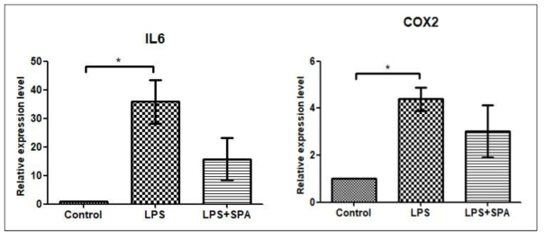 tenocyte에 염증을 유발하는 LPS를 처리. 이후 SPA group에서 염증과 관련한 mRNA 감소