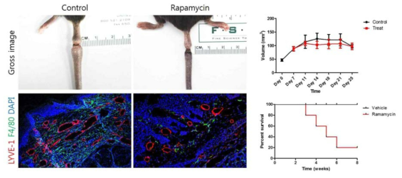 확립된 림프부종 마우스 모델에서 mTOR inhibitor인 Rapamycin을 처리하였을 때 꼬리의 괴사가 발생함. 전반적인 림프관의 저형성 및 대식세포의 recrutment가 줄어든 양상을 확인함