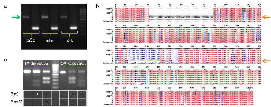 ICR 생쥐 TRPV1 유전자의 조직별 발현 정도(a)와 염기서열 분석(b), PCR-RFLP (c)
