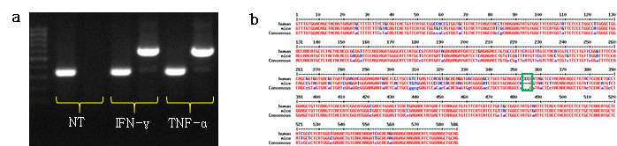 HEKn 세포주에서 염증매개물질에 의한 사람 TRPV1 발현 변화(a)와 TRPV1 서열의 동물 종간 비교(b)